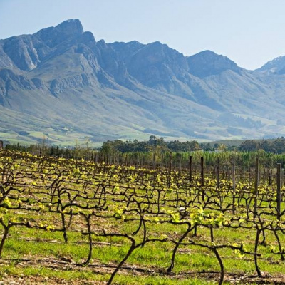 Vinařství Oude Companies z Jižní Afriky